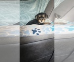 Small #4 Yorkshire Terrier