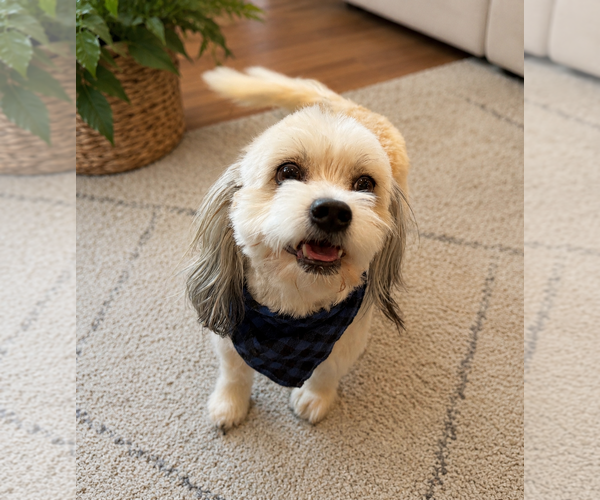 Medium Photo #4 Hava-Apso Puppy For Sale in Phoenix, AZ, USA