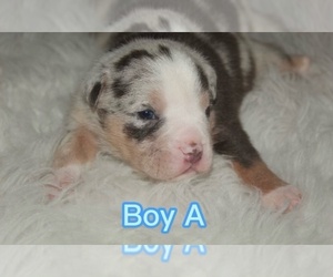 American Bully Puppy for sale in HIRAM, GA, USA