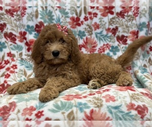 Goldendoodle Puppy for sale in LAKELAND, FL, USA