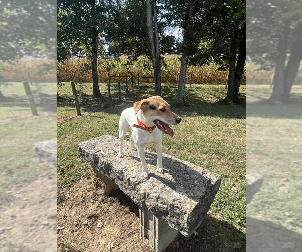 Medium Photo #5 Jack-A-Bee Puppy For Sale in Osgood, IN, USA