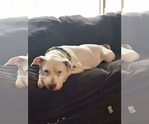 Mila May - Female American Pit Bull Terrier-Unknown Mix Dog for Adoption - Photo #6