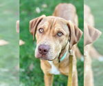 Small Labrador Retriever Mix