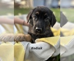 Puppy Kodiak German Shepherd Dog-Siberian Husky Mix
