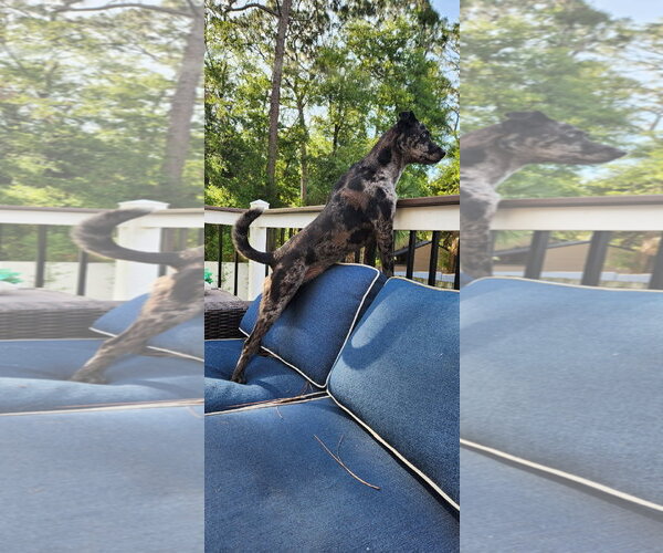 Medium Photo #7 Catahoula Leopard Dog-Unknown Mix Puppy For Sale in Sanford, FL, USA