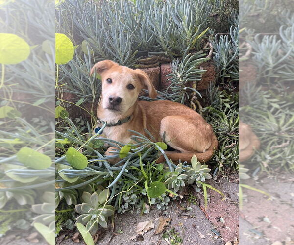 Medium Photo #11 Labrador Retriever-Unknown Mix Puppy For Sale in San Diego, CA, USA