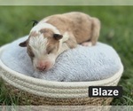 Puppy Blaze Border Collie
