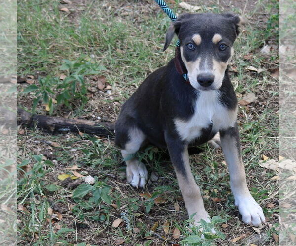 Medium Photo #4 Labrador Retriever-Unknown Mix Puppy For Sale in Bandera, TX, USA