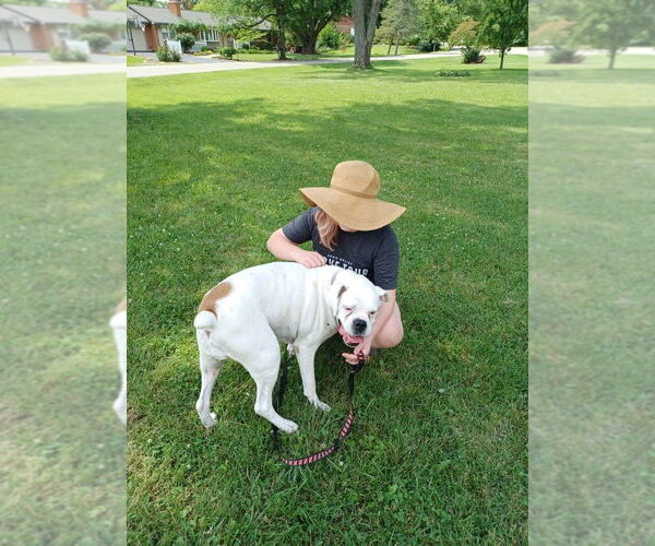 Medium Photo #5 American Pit Bull Terrier-Unknown Mix Puppy For Sale in Germantown, OH, USA