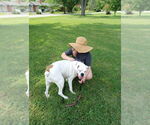 Small #4 American Pit Bull Terrier Mix