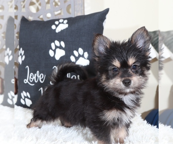 Medium Photo #6 Yoranian Puppy For Sale in MOUNT VERNON, OH, USA