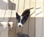 Small #2 Border Collie-Collie Mix