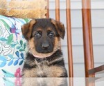 Small Photo #3 German Shepherd Dog Puppy For Sale in MILFORD, IN, USA