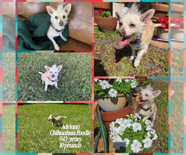 Medium Photo #13 Chi-Poo (Miniature) Puppy For Sale in Plantation, FL, USA