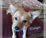 Small Chiweenie