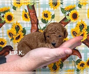 Poodle (Toy) Puppy for sale in WINNSBORO, LA, USA