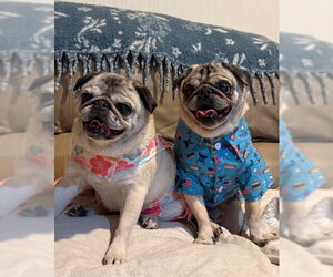 Pug Dogs for adoption in Indianapolis, IN, USA
