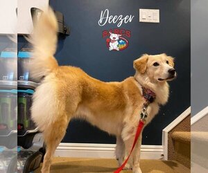 Deezer - Female Golden Retriever-Unknown Mix Dog for Adoption - Photo #4