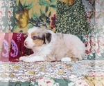 Small Photo #11 Miniature Australian Shepherd Puppy For Sale in HARRISON, OH, USA