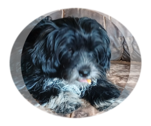Hava-Apso Puppy for sale in AMADO, AZ, USA
