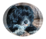 Image preview for Ad Listing. Nickname: frank