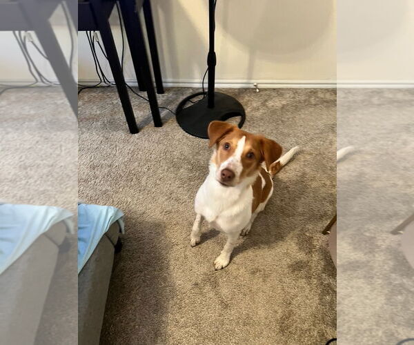 Medium Photo #5 Brittany-Unknown Mix Puppy For Sale in Curwensville, PA, USA