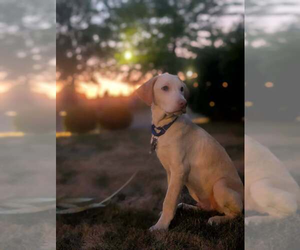 Medium Photo #3 Catahoula Leopard Dog-Unknown Mix Puppy For Sale in Bellingham, WA, USA