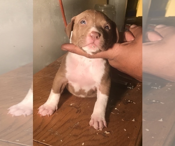 Medium Photo #7 American Bully Puppy For Sale in CO SPGS, CO, USA
