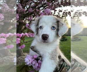 Australian Shepherd-Miniature Australian Shepherd Mix Puppy for sale in WILLIS, VA, USA