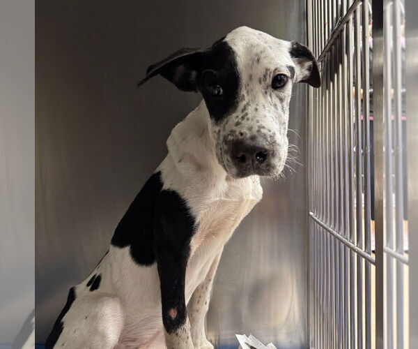 Medium Photo #12 Mutt Puppy For Sale in Rockaway, NJ, USA