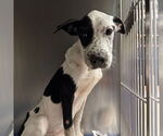 Small #11 Mutt