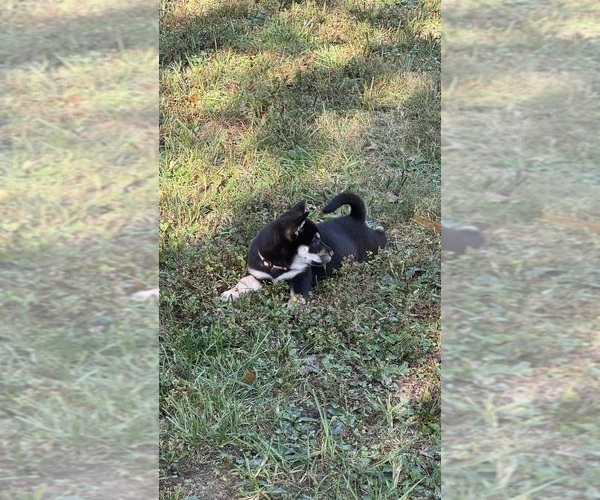 Medium Photo #13 Shiba Inu Puppy For Sale in NEW ATHENS, IL, USA