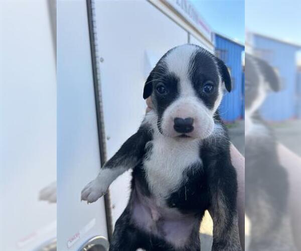 Medium Photo #1 Labrador Retriever-Unknown Mix Puppy For Sale in Houston, TX, USA