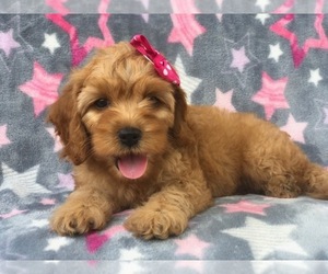 Cocker Spaniel-Poodle (Miniature) Mix Puppy for sale in LAKELAND, FL, USA