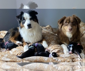 Father of the Australian Shepherd puppies born on 02/02/2022