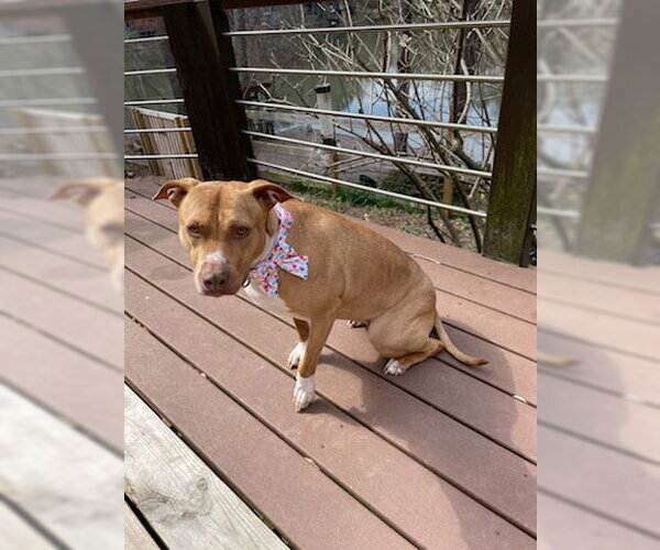 Medium Photo #3 American Bulldog-Labrador Retriever Mix Puppy For Sale in Decatur, GA, USA