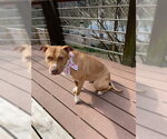 Small #2 American Bulldog-Labrador Retriever Mix