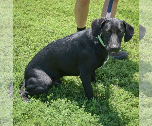 Medium Photo #4 Coonhound-Unknown Mix Puppy For Sale in Huntley, IL, USA