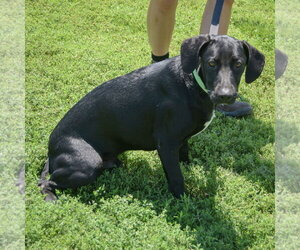 Little Boy - Male Pointer-Unknown Mix Dog for Adoption - Photo #4