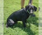 Small #3 Coonhound Mix