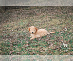 Small Photo #7 Goldendoodle Puppy For Sale in CARLOCK, IL, USA