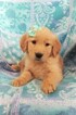 Small Photo #6 Golden Retriever Puppy For Sale in LANCASTER, PA, USA