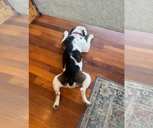 Medium Photo #3 Bulldog Puppy For Sale in St. Louis Park, MN, USA