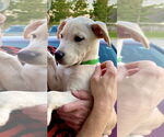 Small #3 Labrador Retriever Mix