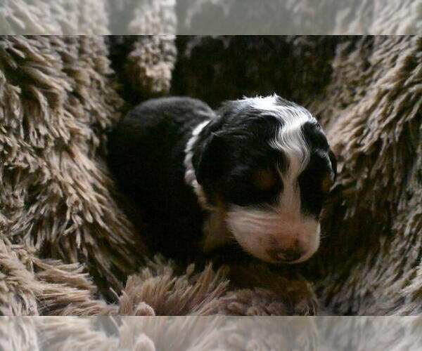 Medium Photo #2 Bernedoodle Puppy For Sale in ELMWOOD, IL, USA