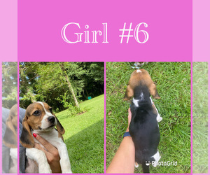 Beagle Puppy for sale in MADISON, FL, USA