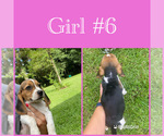 Small Photo #1 Beagle Puppy For Sale in MADISON, FL, USA