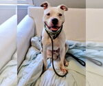 Small #15 Bullboxer Pit