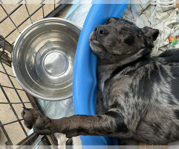 Medium Photo #2 Mutt Puppy For Sale in Wakefield, RI, USA