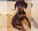 Small #3 Doberman Pinscher